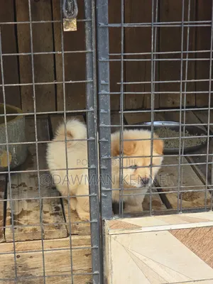 1-3 months Male Purebred Chow Chow