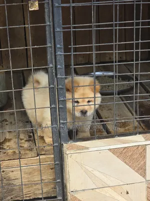 1-3 months Male Purebred Chow Chow