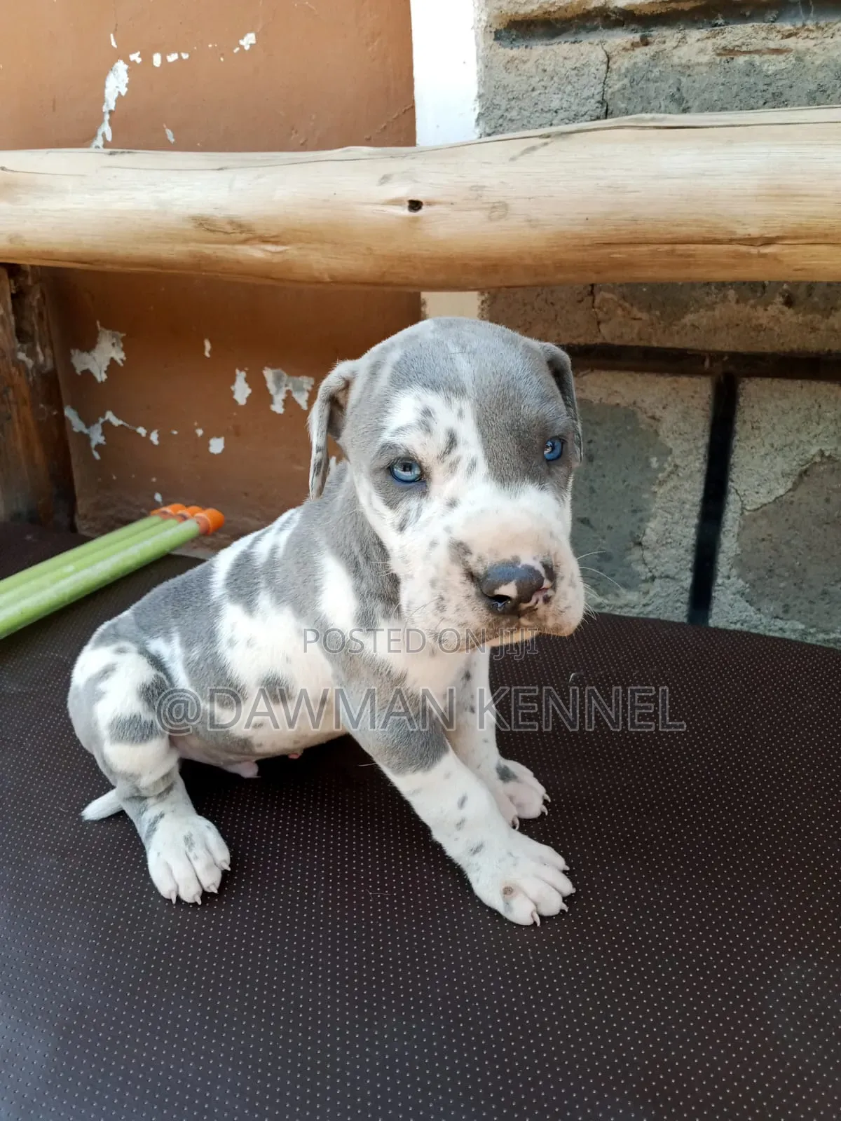 1-3 months Male Purebred Great Dane