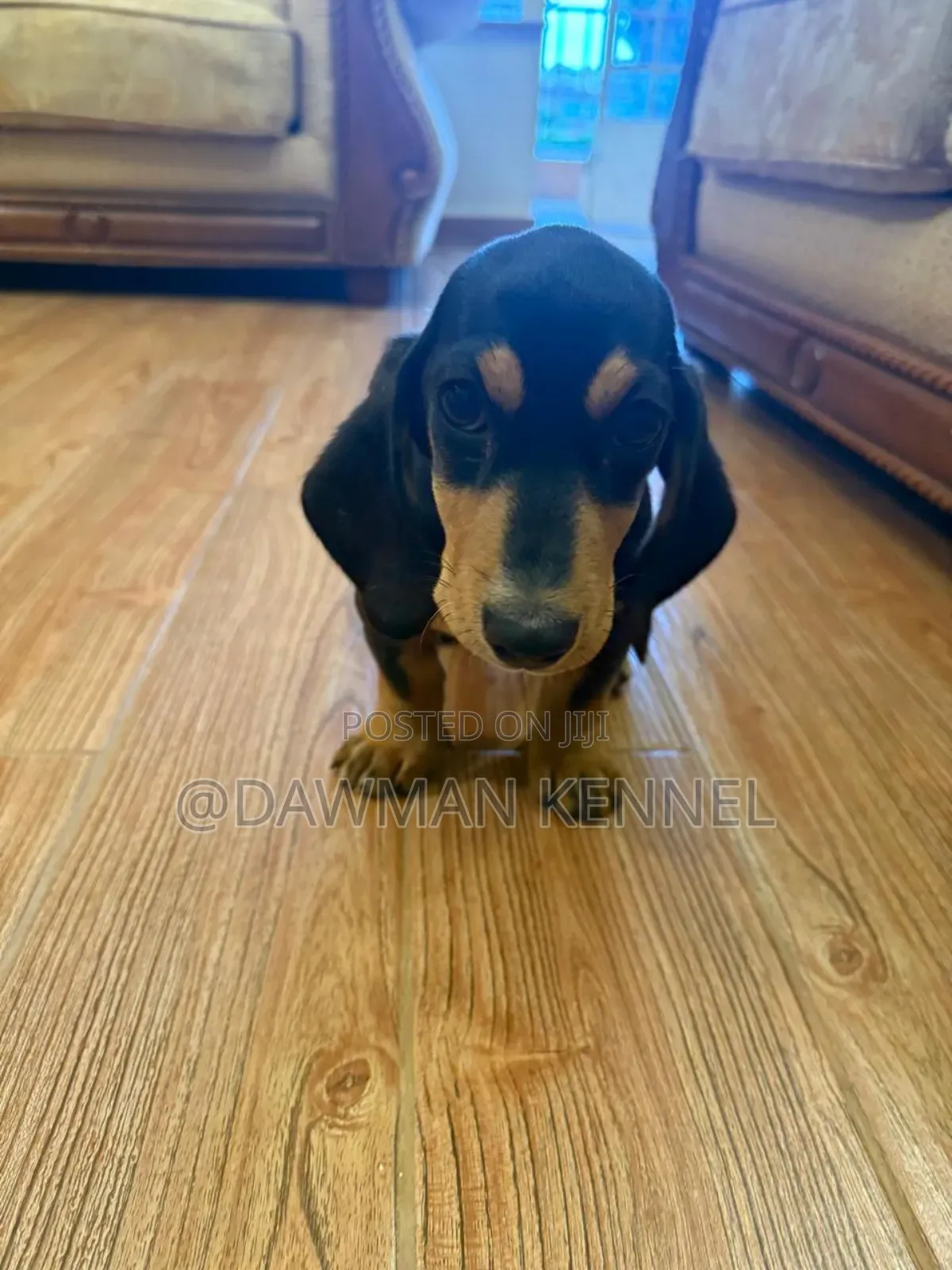 1-3 months Male Purebred Dachshund