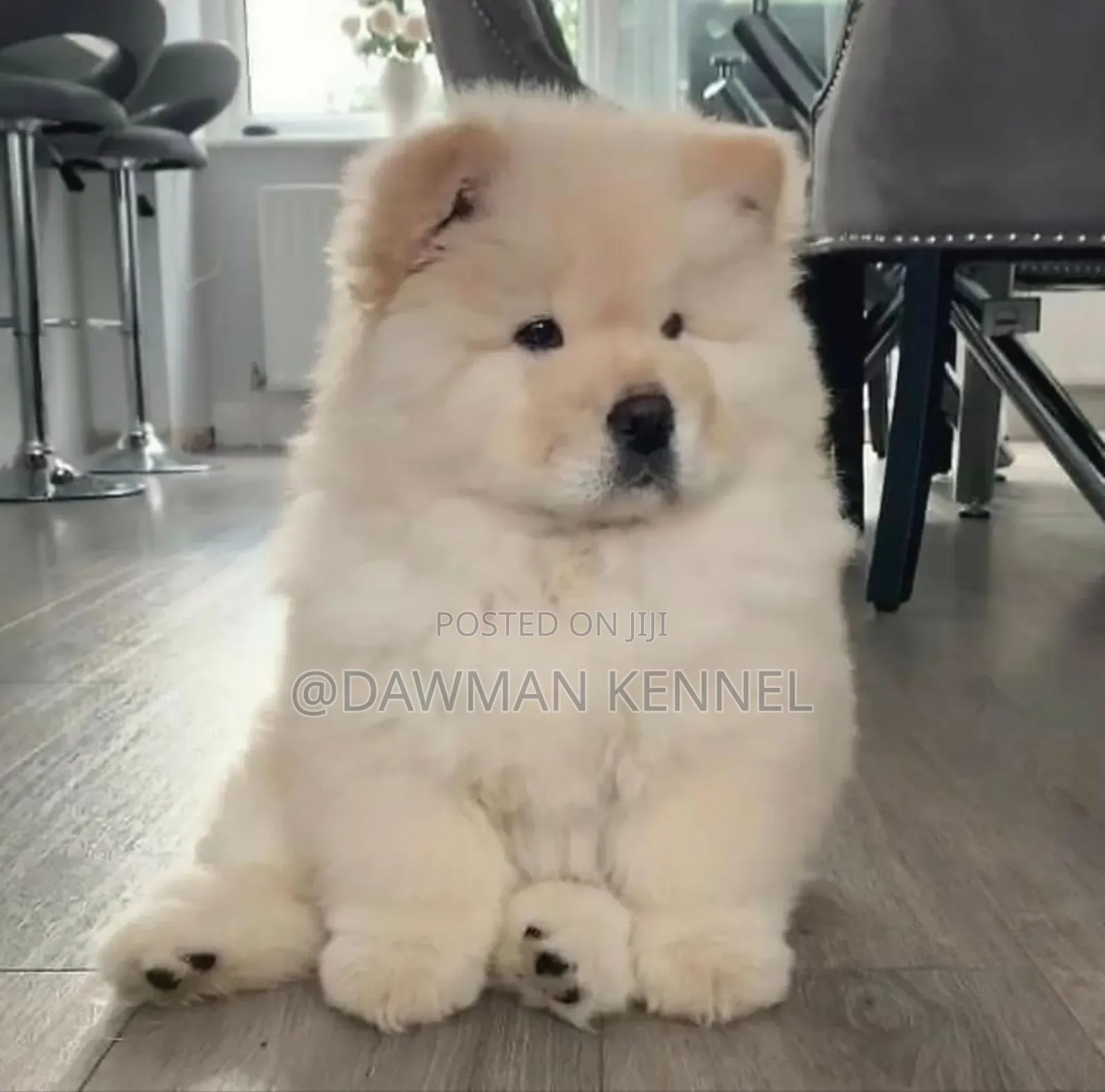 1-3 months Male Purebred Chow Chow