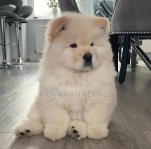 1-3 months Male Purebred Chow Chow - thumbnail 2