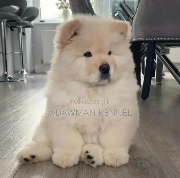 1-3 months Male Purebred Chow Chow - main view