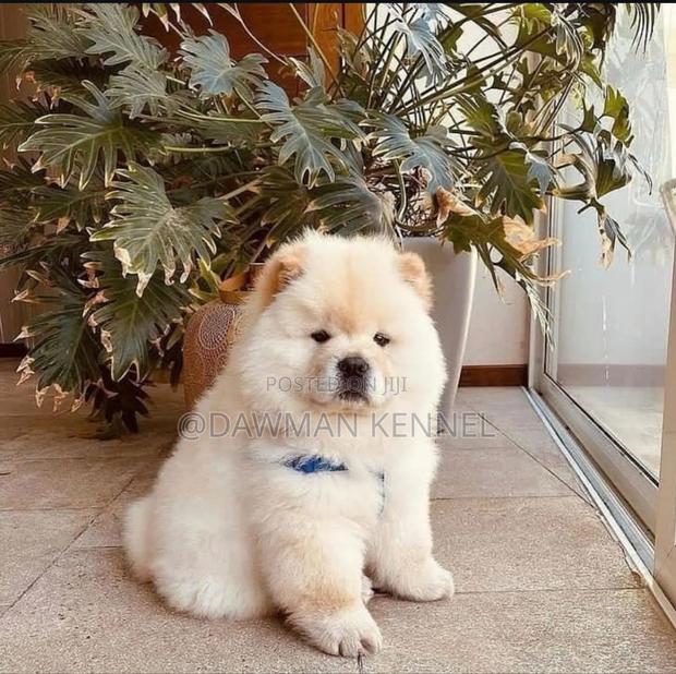 1-3 months Male Purebred Chow Chow - main view