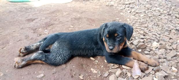 1-3 months Female Purebred Rottweiler - main view