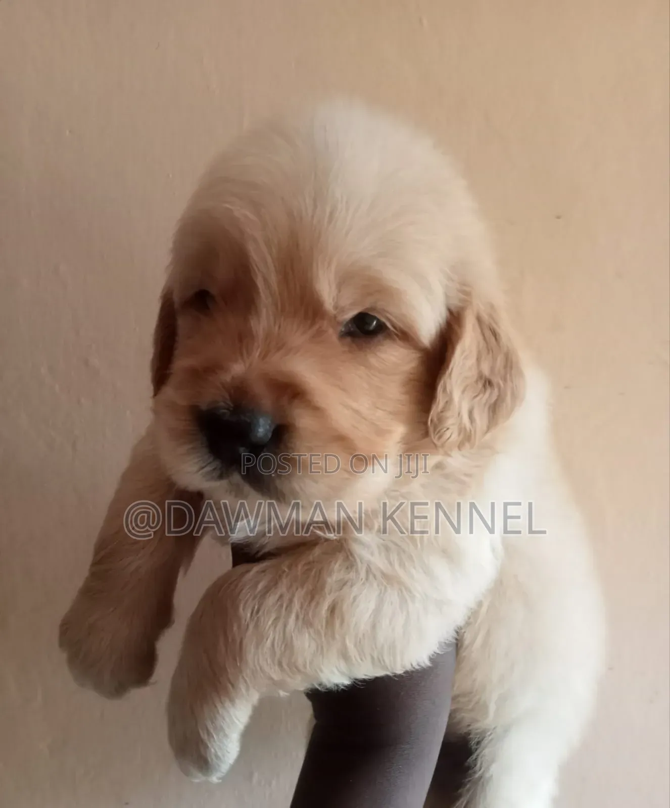 1-3 months Male Purebred Golden Retriever