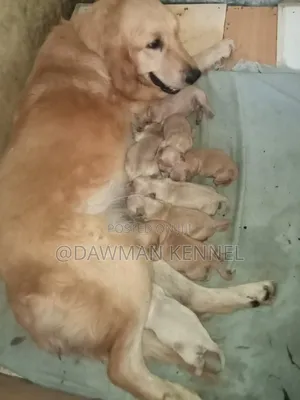 1-3 months Male Purebred Golden Retriever