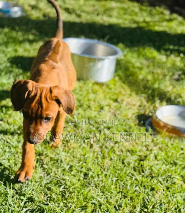 1-3 months Male Purebred Rhodesian Ridgeback - main view
