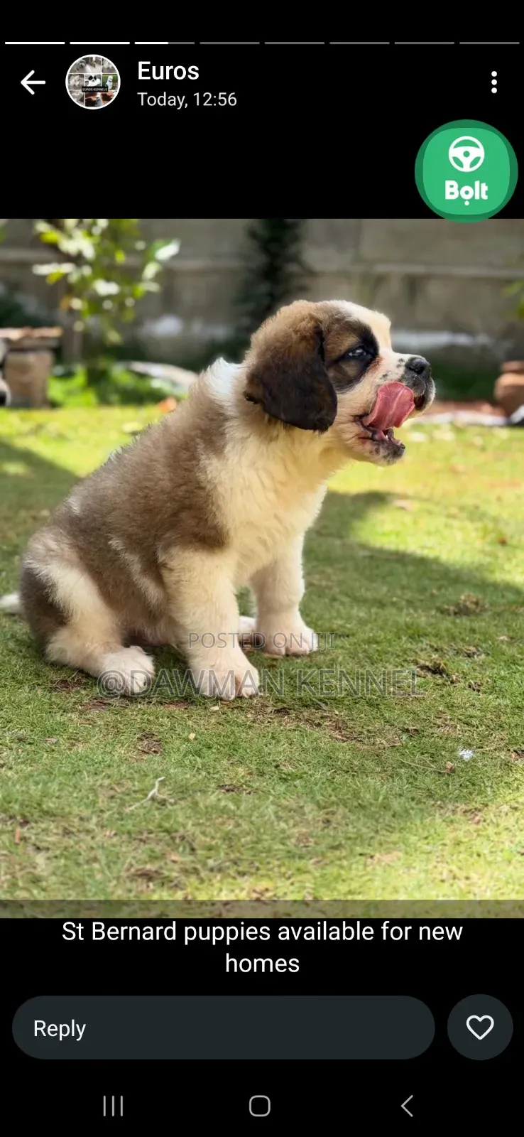 1-3 months Male Purebred Saint Bernard