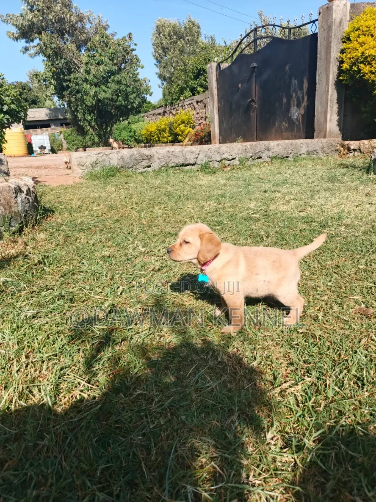 1-3 months Male Purebred Labrador Retriever