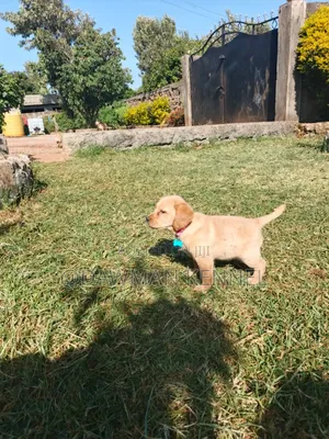 1-3 months Male Purebred Labrador Retriever