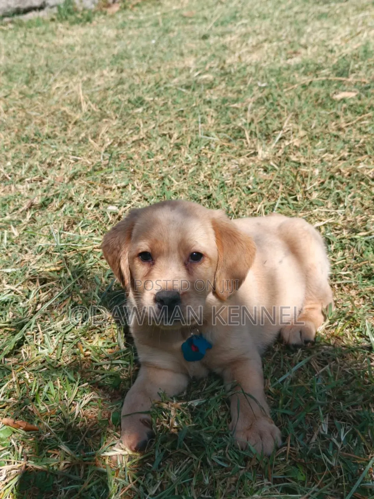 1-3 months Female Purebred Labrador Retriever