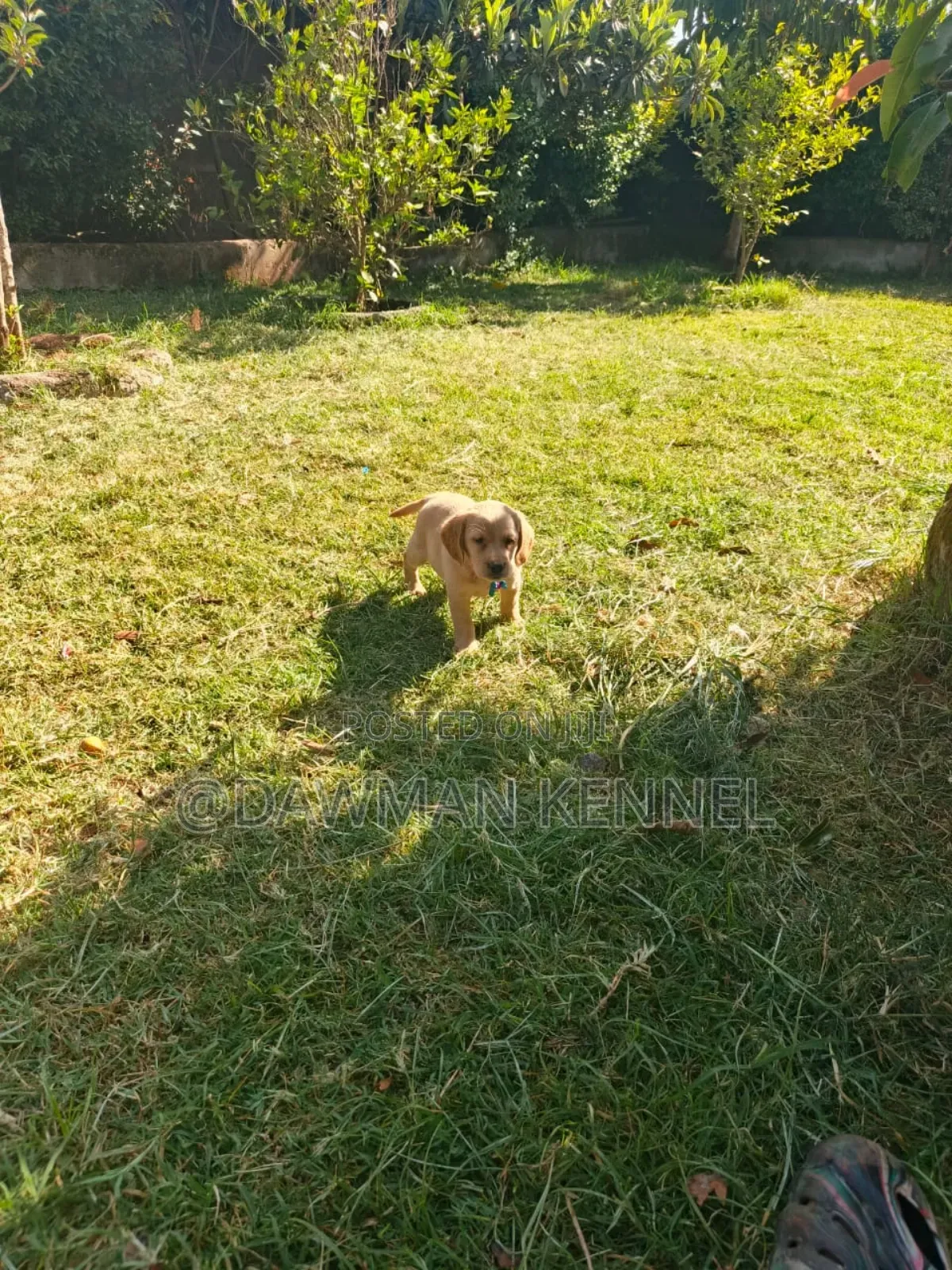 1-3 months Female Purebred Labrador Retriever