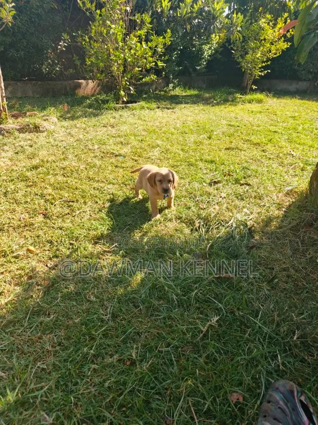 1-3 months Female Purebred Labrador Retriever - main view