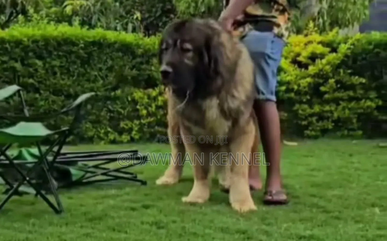 1+ year Male Purebred Caucasian Shepherd