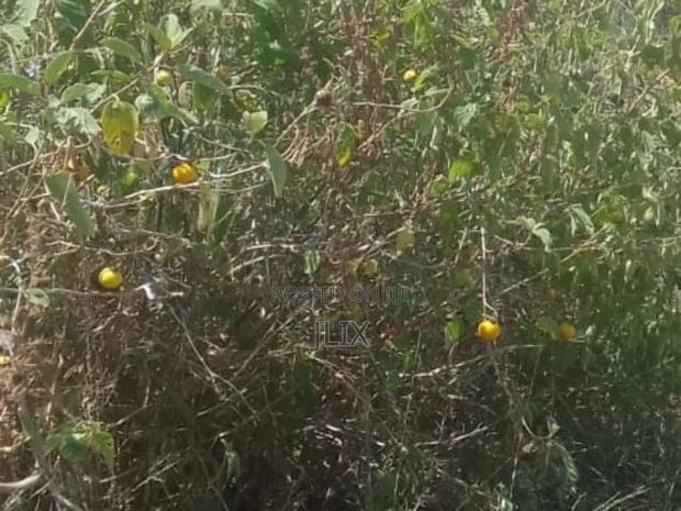 Land for Sale - thumbnail 2