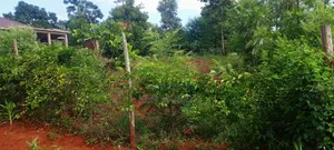 50x100 Sagana Plot