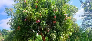 50x100 Sagana Plot