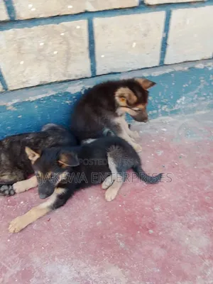 1-3 months Male Purebred German Shepherd