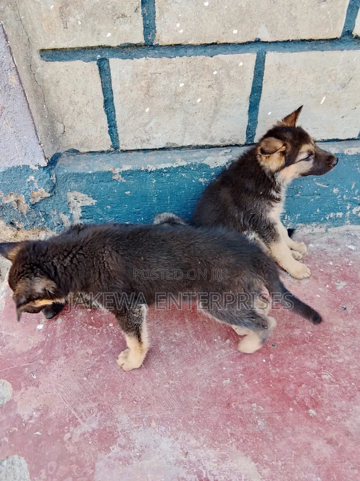 1-3 months Female Purebred German Shepherd