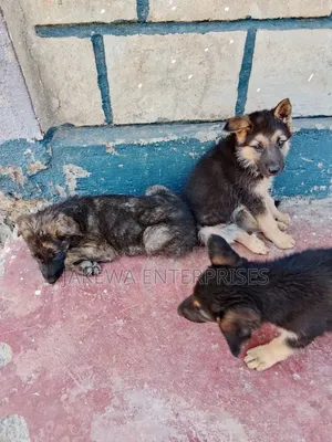 1-3 months Male Purebred German Shepherd