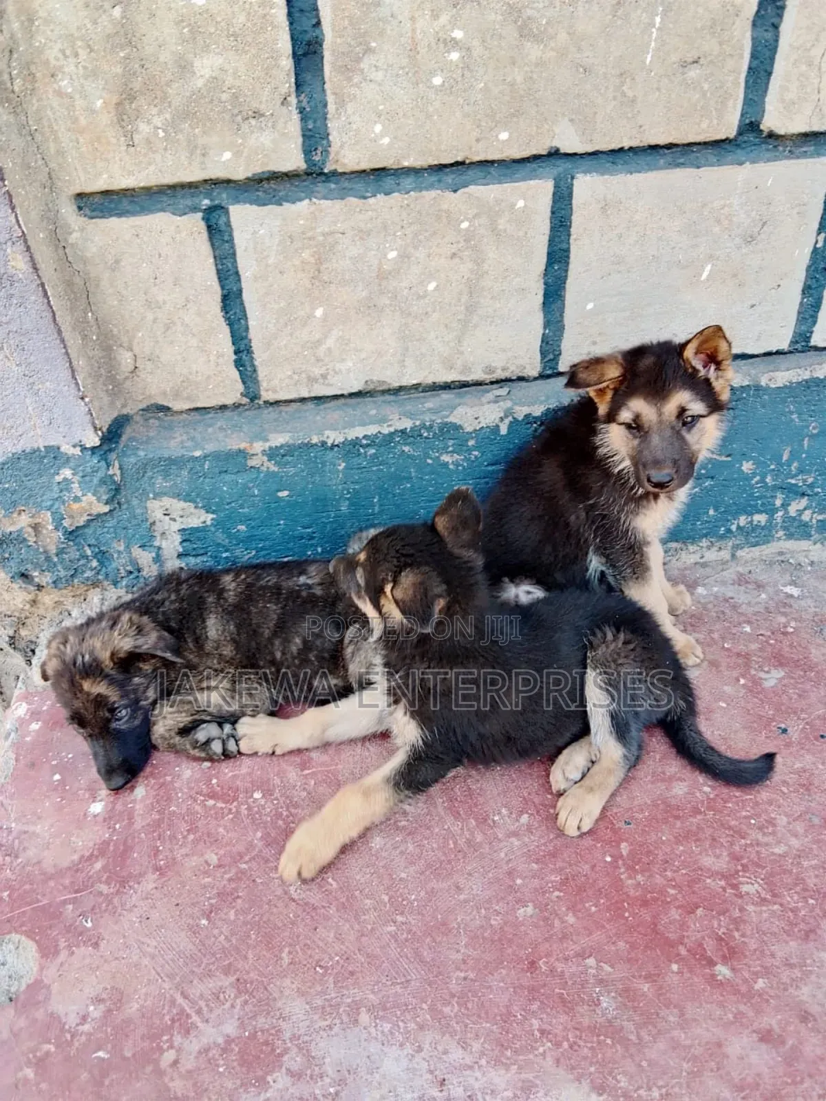 1-3 months Male Purebred German Shepherd