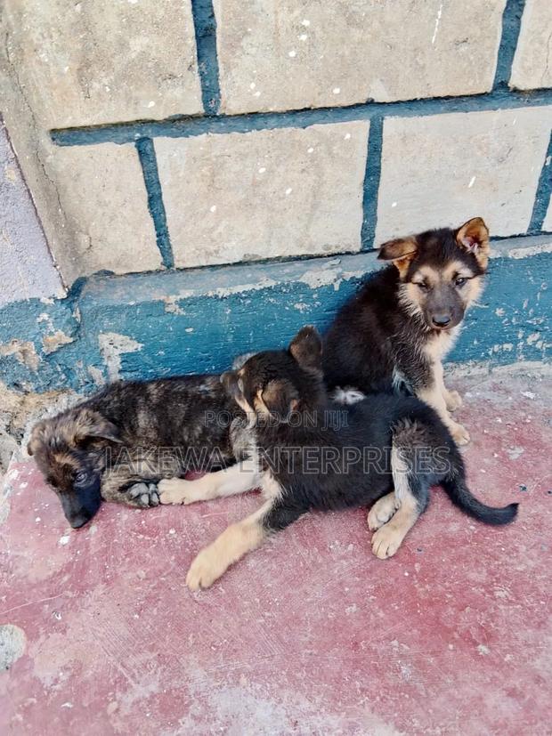 1-3 months Male Purebred German Shepherd