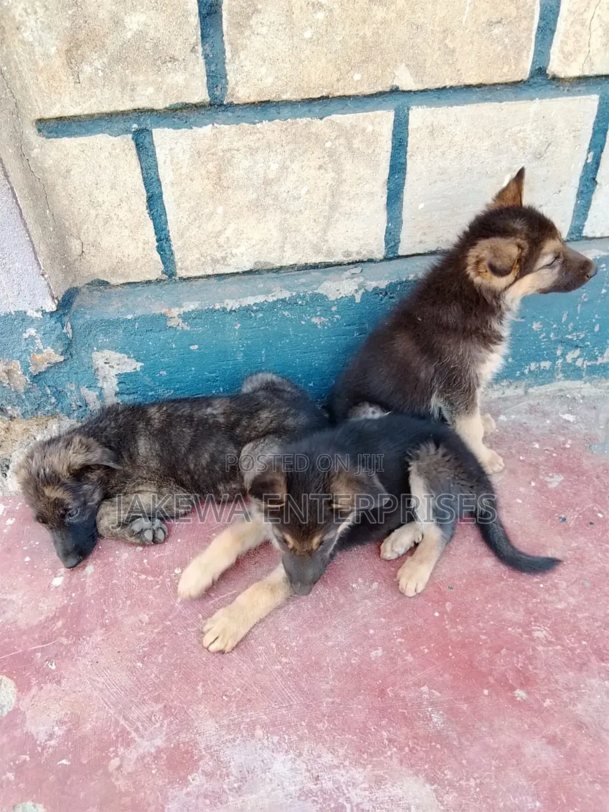 1-3 months Female Purebred German Shepherd
