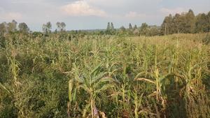 Ajigo Farm - thumbnail 2