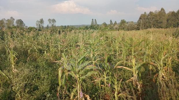 Ajigo Farm - main view