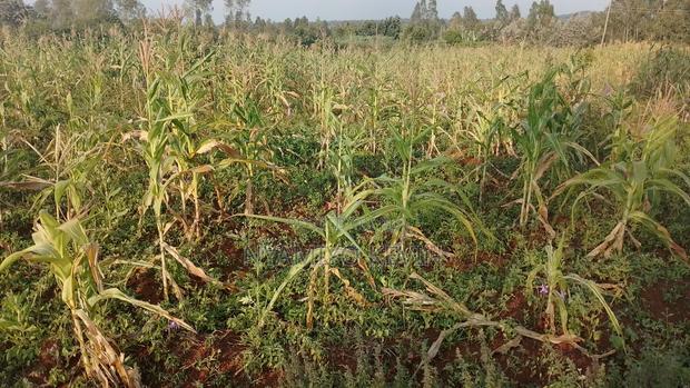 Ajigo Farm - thumbnail 3