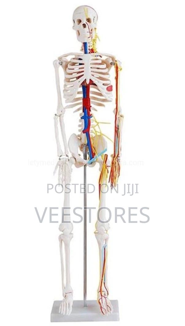 Full Human Skeleton - main view