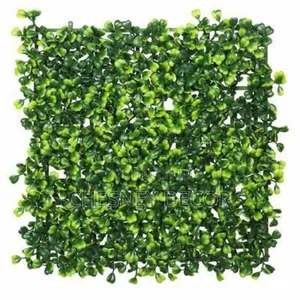 Boxwood Plant