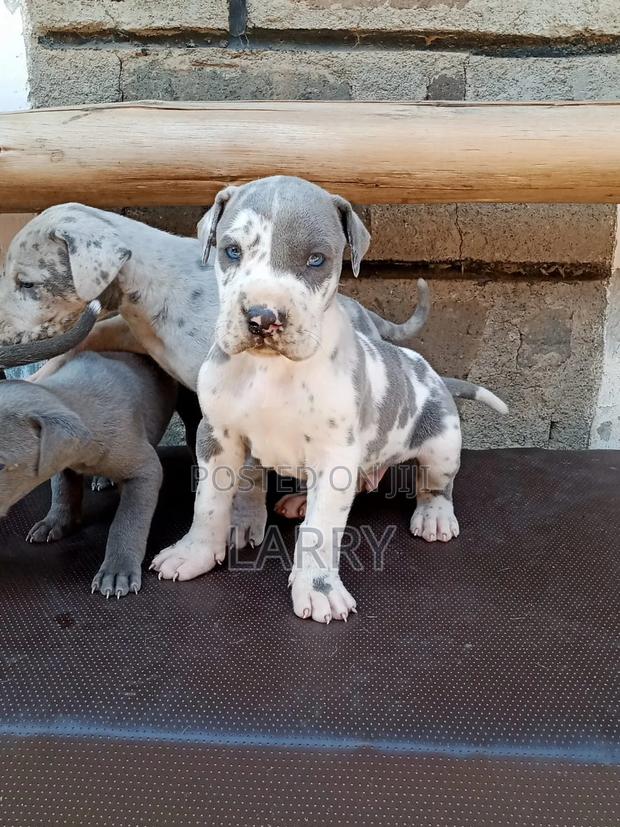 1-3 months Male Purebred Great Dane - main view