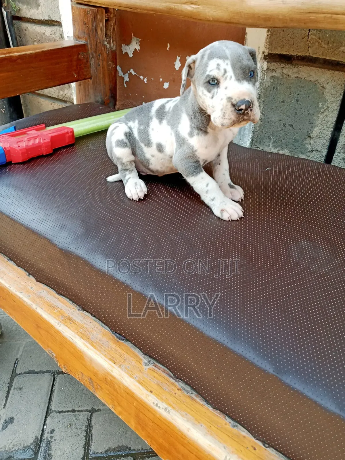 1-3 months Male Purebred Great Dane