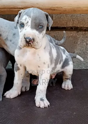 1-3 months Male Purebred Great Dane