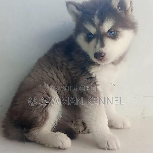 1-3 months Male Purebred Siberian Husky - main view