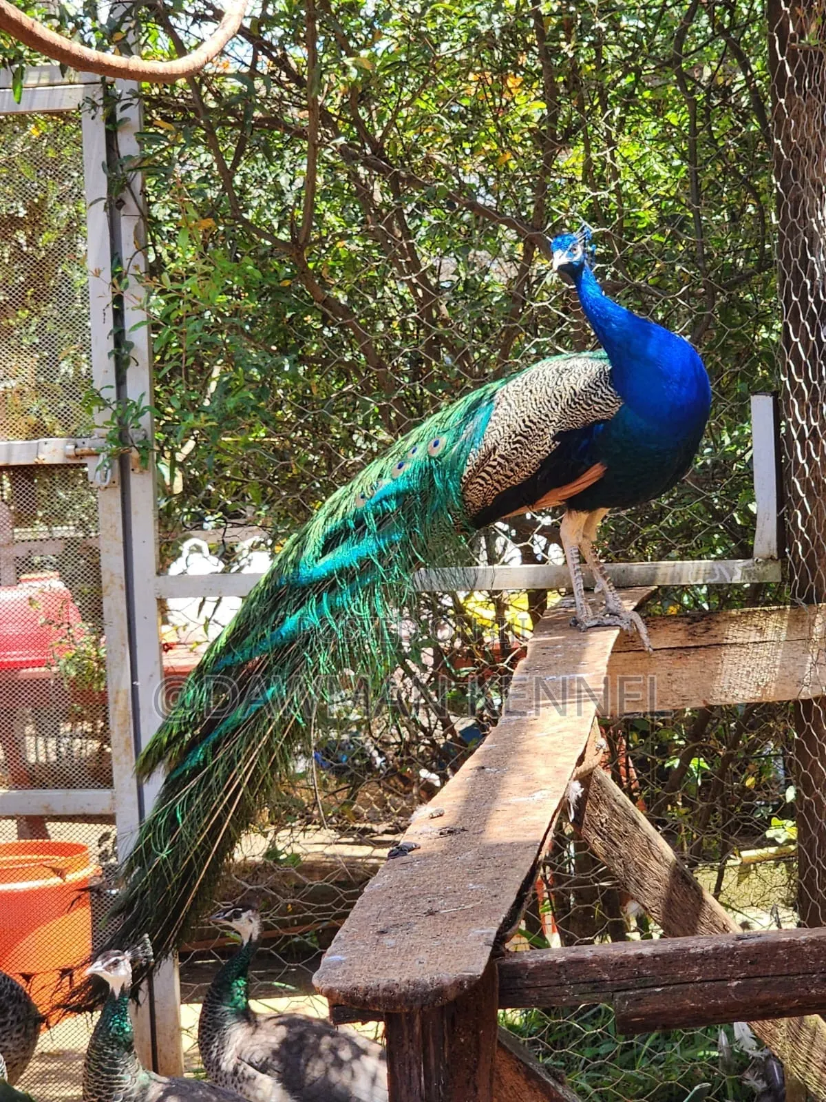 Peacock Available