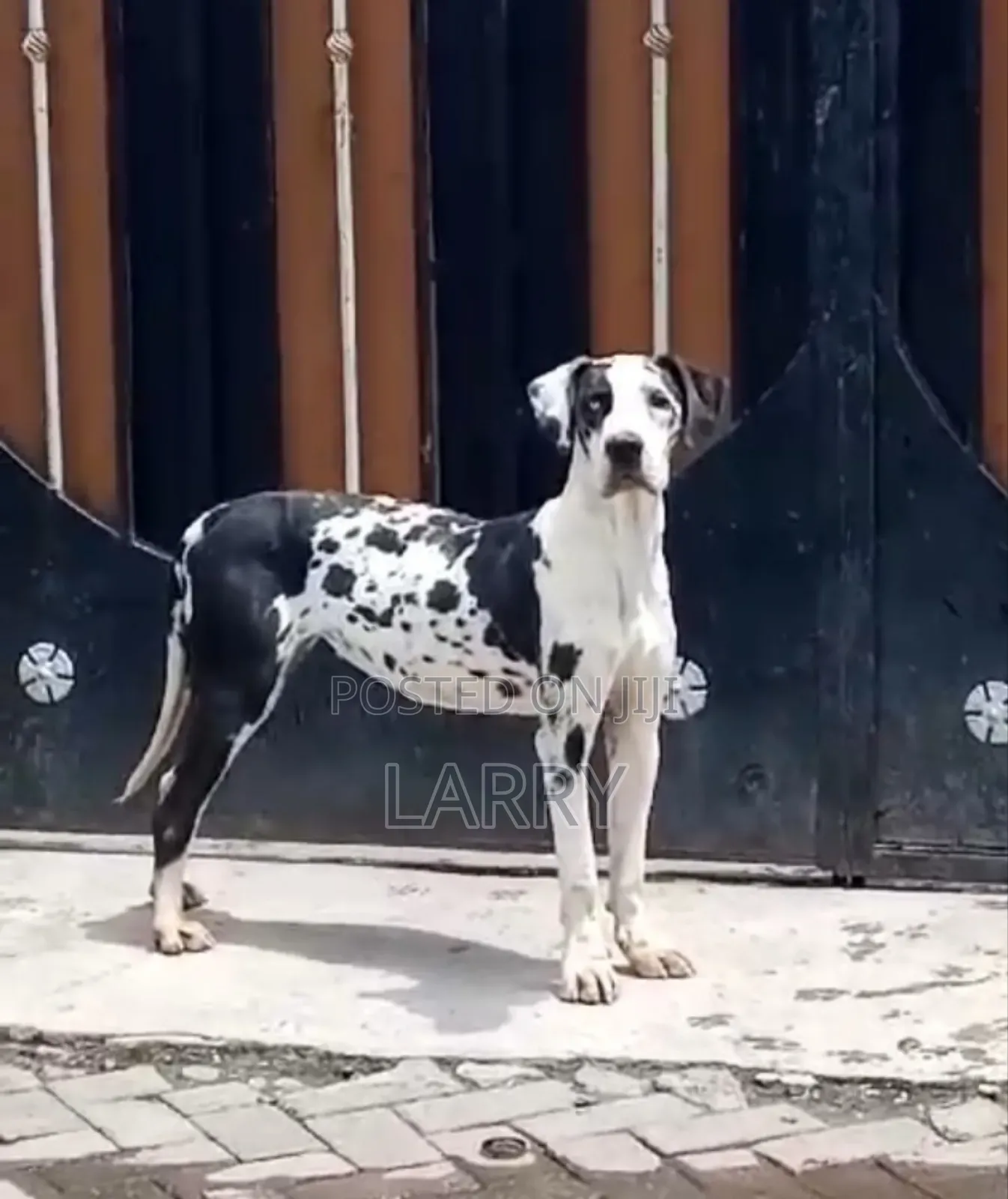 6-12 months Female Purebred Great Dane