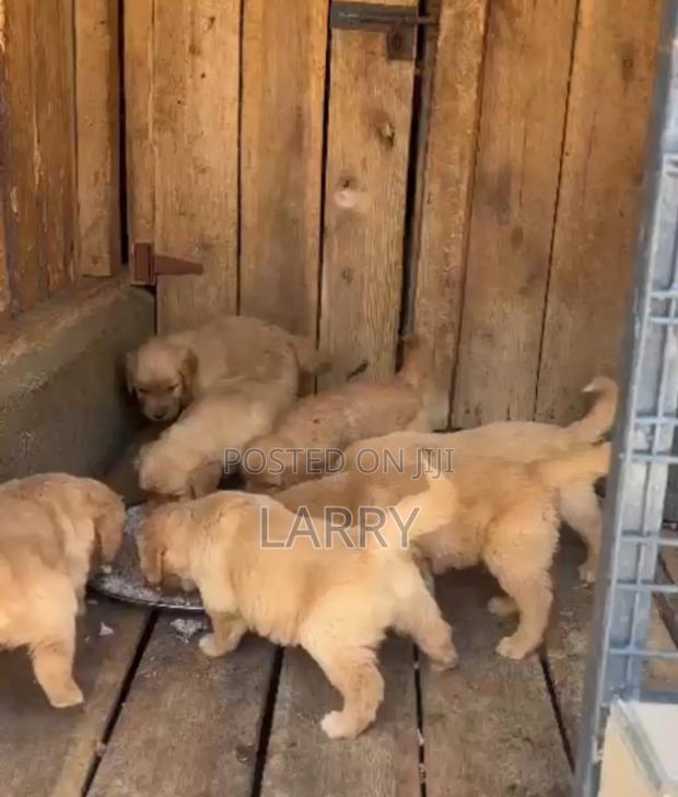 1-3 months Male Purebred Golden Retriever