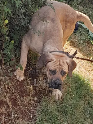 1+ year Male Purebred Boerboel