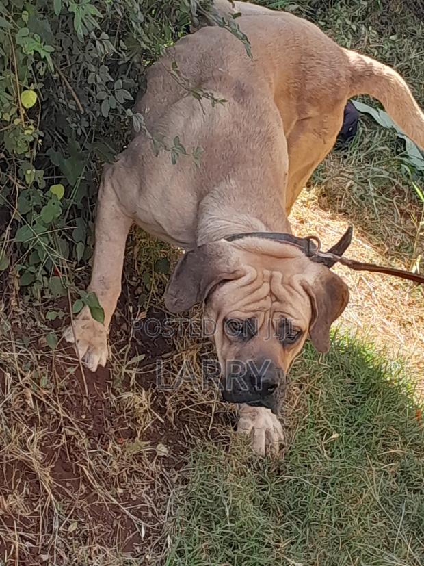 1+ year Male Purebred Boerboel