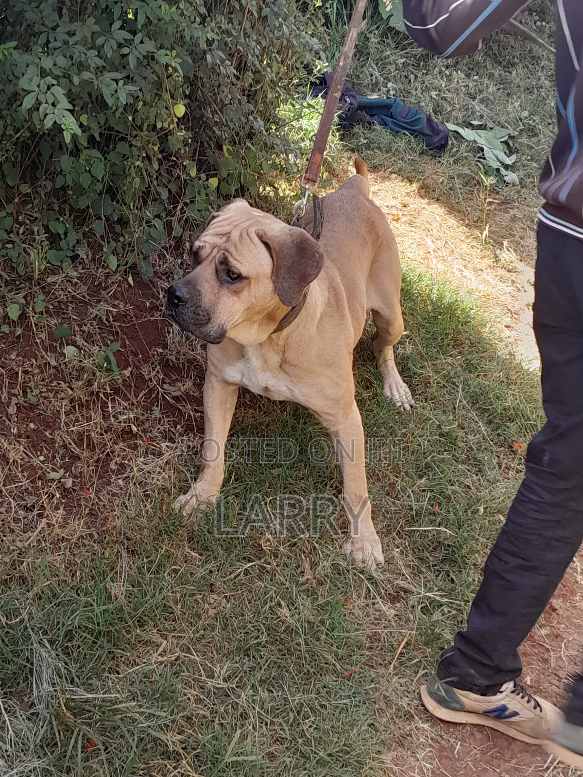 1+ year Male Purebred Boerboel