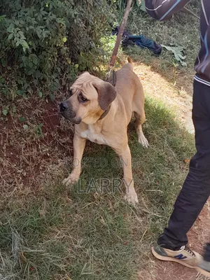 1+ year Male Purebred Boerboel