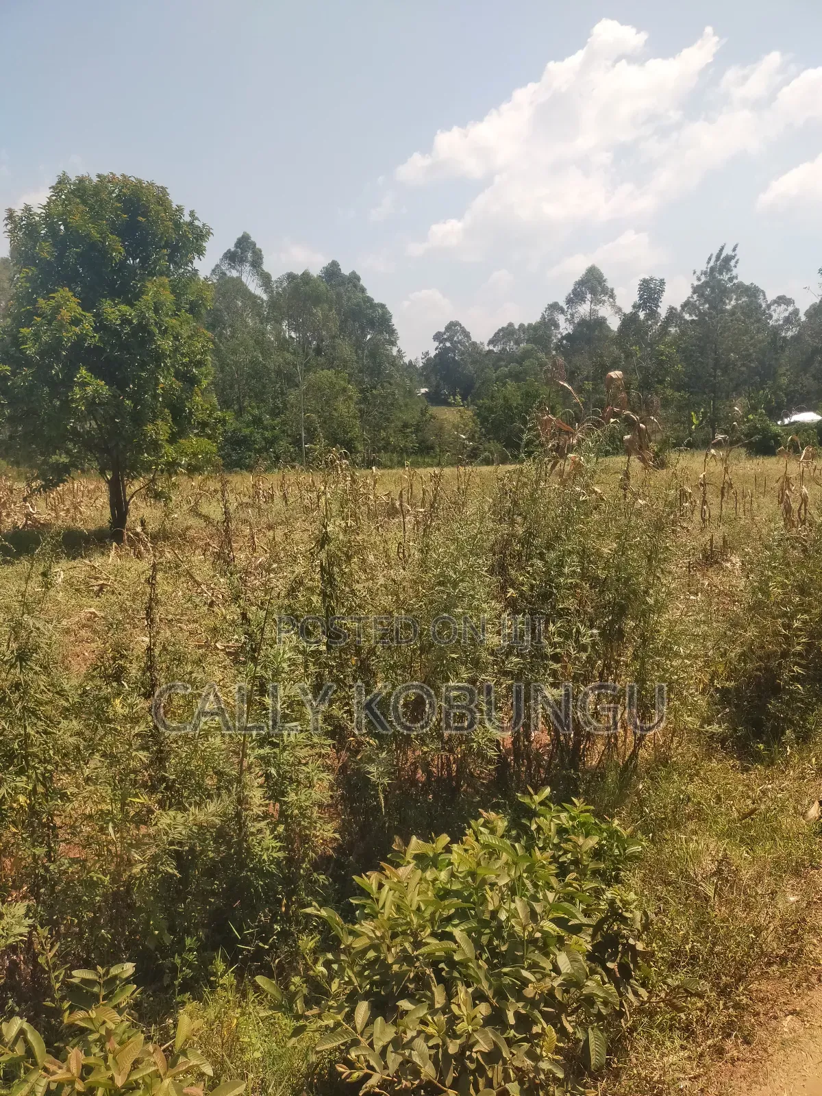 2.5 Acres in Kakamega, Shirere