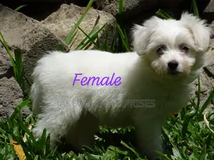 1-3 months Female Purebred Havanese