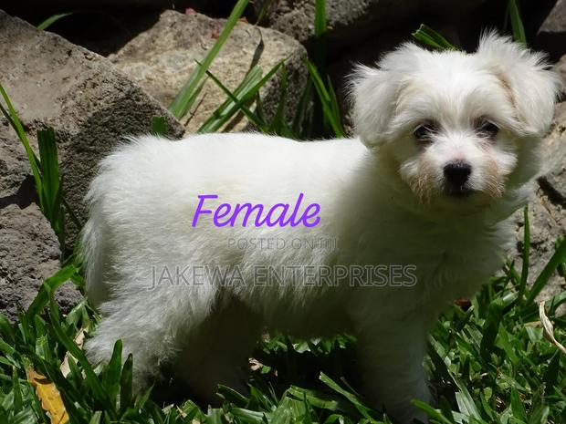1-3 months Female Purebred Havanese