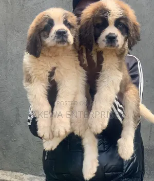 1-3 months Male Purebred Saint Bernard