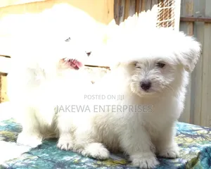 1-3 months Female Purebred Havanese