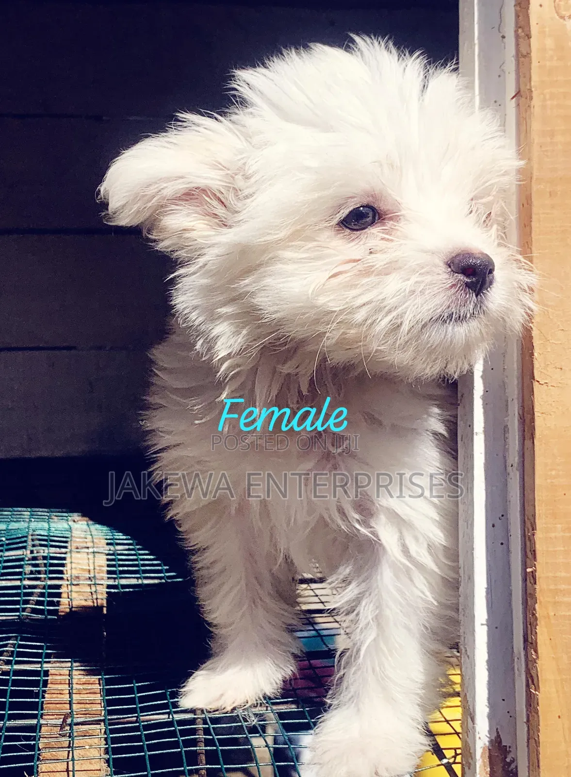 1-3 months Female Purebred Havanese